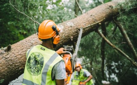 The Complete Guide to Tree Removal: When, Why, and How