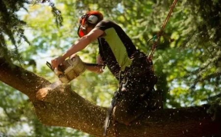 Tree Removal: Everything You Need to Know Before Cutting Down a Tree