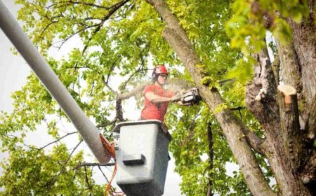 Tree Removal: A Complete Guide to Safe, Smart, and Efficient Tree Cutting