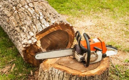 Tree Removal: A Complete Guide to Safe and Effective Tree Cutting