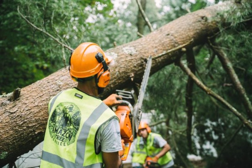 The Complete Guide to Tree Removal: When, Why, and How