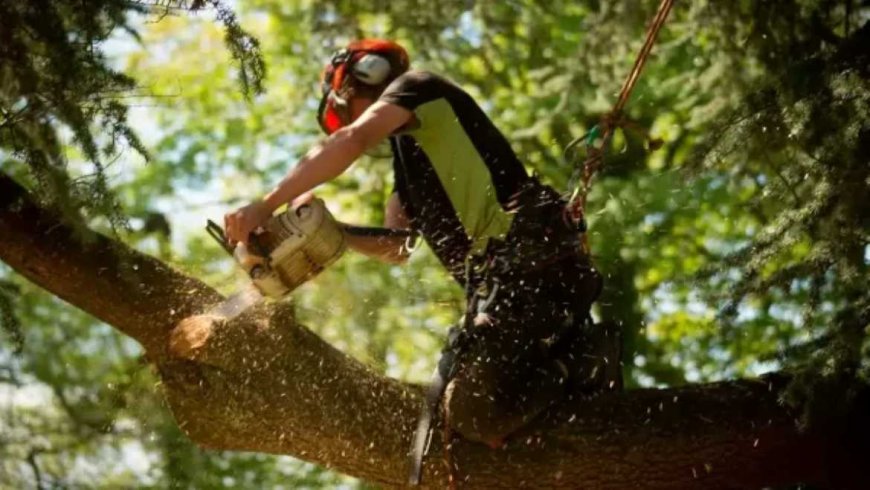 Tree Removal: Everything You Need to Know Before Cutting Down a Tree