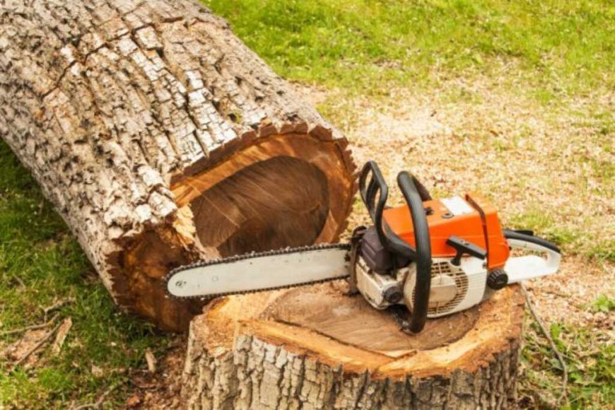 Tree Removal: A Complete Guide to Safe and Effective Tree Cutting