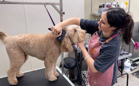 Why Choosing the Right Pet Salon in San Diego Matters for Your Furry Friend’s Health and Happiness