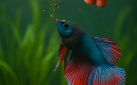 Top 5 freshwater Fish Foods to Boost Growth and Color