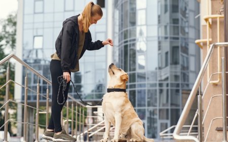 The Secret to Long-Lasting Dog Training in Los Angeles