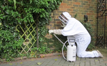 How Pests Are Finding New Ways Into Staten Island Homes