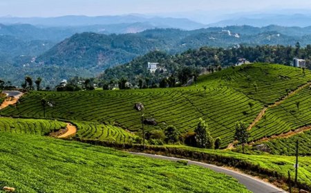 Top Places to Visit on Your Munnar Tour