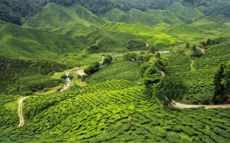 Discover Nature with Affordable Assam Meghalaya Tour Packages