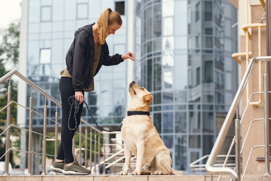 The Secret to Long-Lasting Dog Training in Los Angeles