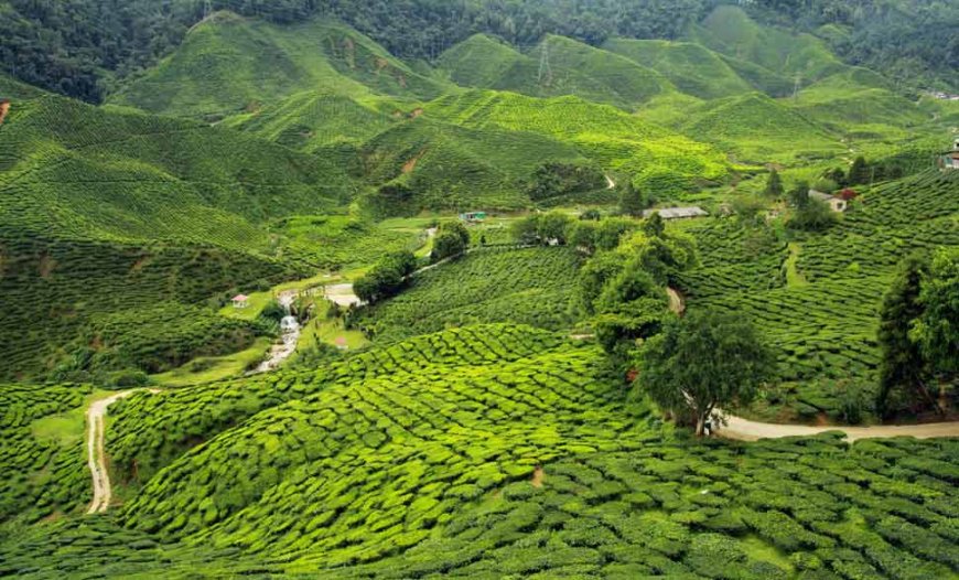 Discover Nature with Affordable Assam Meghalaya Tour Packages