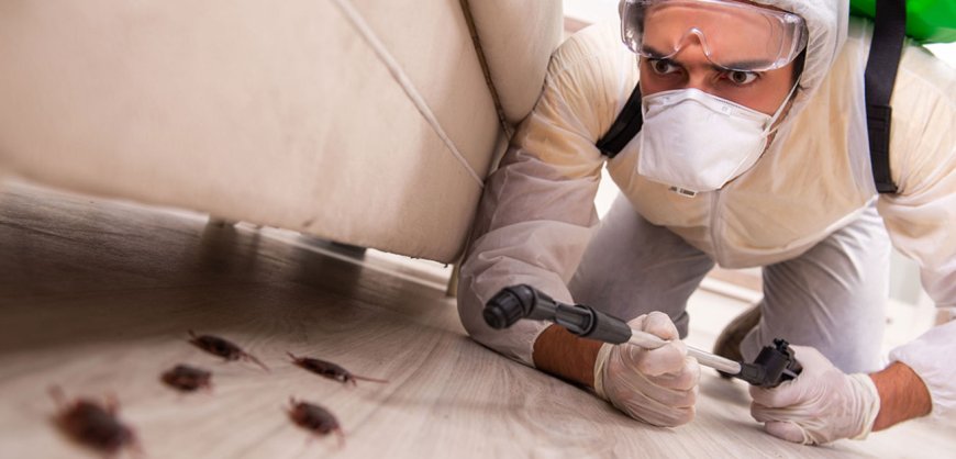 Pest Control Services: Protect Your Home and Health from Unwanted Intruders